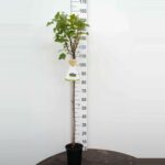 Rybíz černý Titania C3,0 L –kmínkový, 90 CM - Obrázek 2