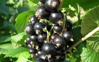 Rybíz černý 'Titania'-stromkový KM 90CM