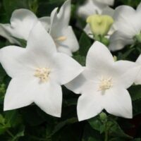Platycodon grandiflorus Zvonkovec – Codo Double White, K 9