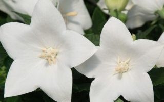 Platycodon grandiflorus Zvonkovec – Codo Double White, K 9