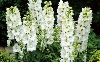 Delphinium cultorum Magic fountais pure white