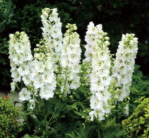 Delphinium cultorum Magic fountais pure white - Obrázek 1
