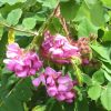Robinia hispida 'Rosea' - Kontejner KM120-výška kmínku 120 CM