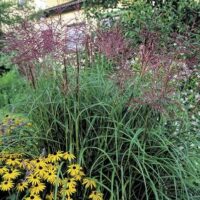 Miscanthus sinensis 'Ferner Osten'