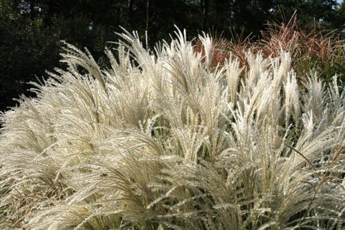 Miscanthus sinensis 'Kleine Fontaine' - Obrázek 1