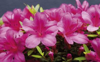 Azalea (J) 'Vera–Maja'