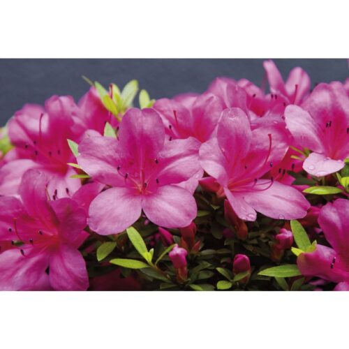 Azalea (J) 'Vera–Maja' - Image 1