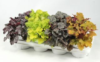 Heuchera dlužicha – Meristem v druzích, P 13