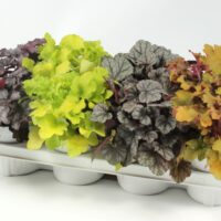 Heuchera dlužicha – Meristem v druzích, P 13