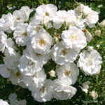 ROSA KORDES 2L Hella – pnoucí - Obrázek 4