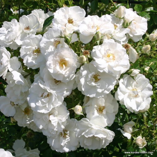 ROSA KORDES 2L Hella – pnoucí - Obrázek 4