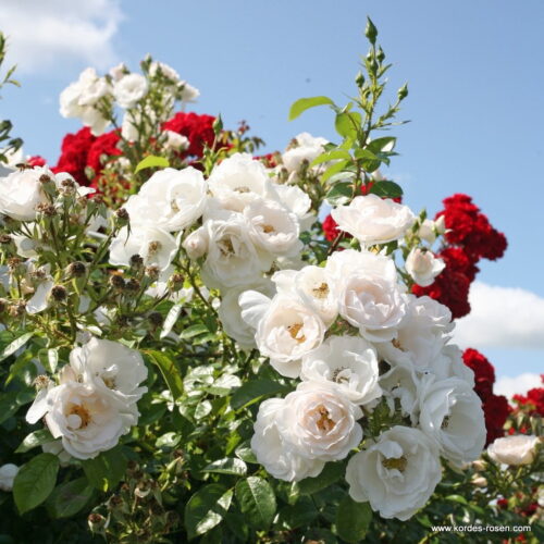 ROSA KORDES 2L Hella – pnoucí - Obrázek 3