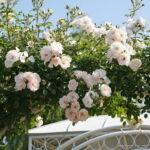 ROSA KORDES 2L Hella – pnoucí