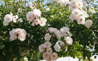 ROSA KORDES 2L Hella – pnoucí