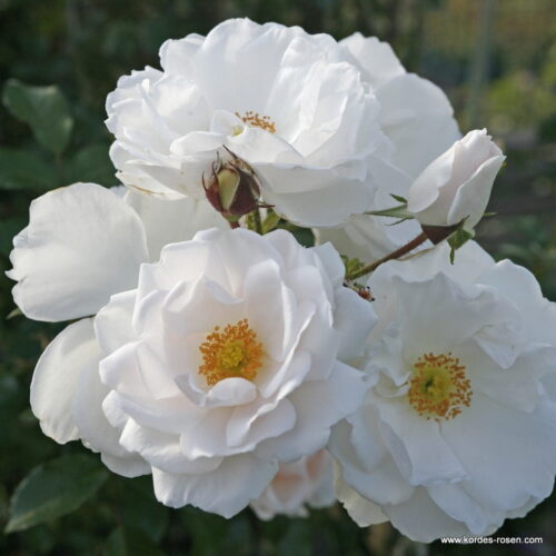 ROSA KORDES 2L Hella – pnoucí - Obrázek 2