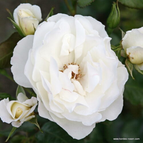 ROSA KORDES 2L Weisse Wolke - Obrázek 2