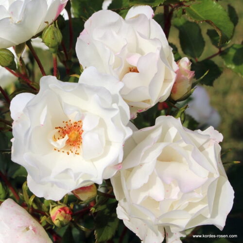 ROSA KORDES 2L Weisse Wolke - Obrázek 3