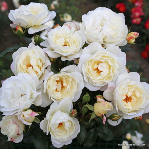ROSA KORDES 2L Weisse Wolke - Obrázek 1