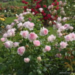 ROSA KORDES - Wellenspiel® - Obrázek 3