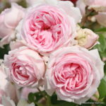 ROSA KORDES - Wellenspiel®