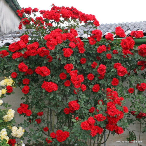 ROSA KORDES 2L Brillant Korsar – keřová - Image 1