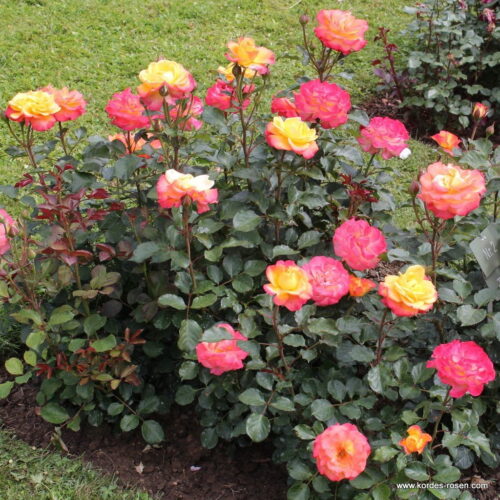 ROSA KORDES 2L Flaming Star® - Image 4