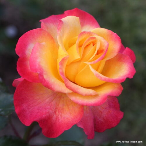 ROSA KORDES 2L Flaming Star® - Image 1