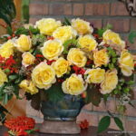 ROSA KORDES 2L Sunny Sky – velkokvětá růže keřová - Obrázek 4