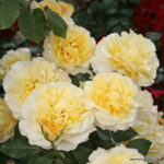 ROSA KORDES 2L Sunny Sky – velkokvětá růže keřová - Obrázek 3