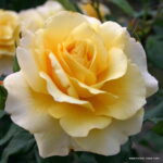 ROSA KORDES 2L Sunny Sky – velkokvětá růže keřová