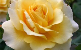 ROSA KORDES 2L Sunny Sky – velkokvětá růže keřová