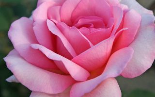 ROSA KORDES 2L Sweet Parole – velkokvětá růže keřová