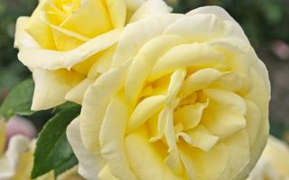 ROSA KORDES 2L Limona – velkokvětá růže keřová