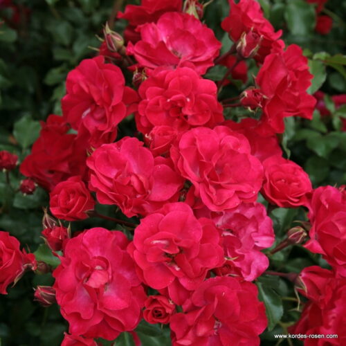 ROSA KORDES 2L Rotilia – Mnohokvětá - Obrázek 2