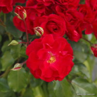 ROSA KORDES 2L Rotilia – Mnohokvětá