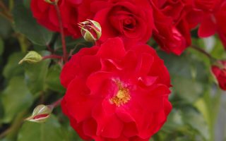 ROSA KORDES 2L Rotilia – Mnohokvětá