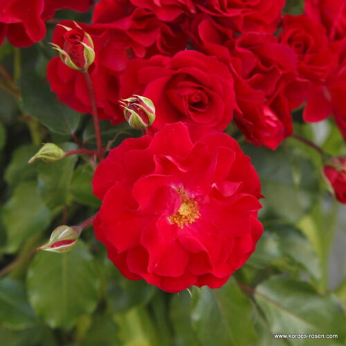 ROSA KORDES 2L Rotilia – Mnohokvětá - Obrázek 1