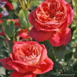 ROSA KORDES 2L Queen of Hearts – Mnohokvětá - Image 2