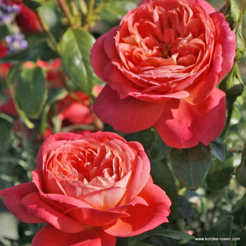 ROSA KORDES 2L Queen of Hearts – Mnohokvětá - Image 2
