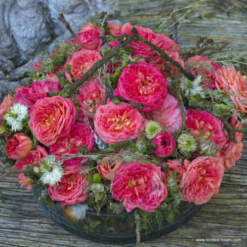 ROSA KORDES 2L Queen of Hearts – Mnohokvětá - Image 3