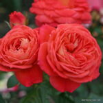 ROSA KORDES 2L Queen of Hearts – Mnohokvětá