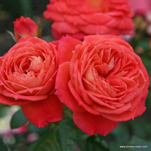ROSA KORDES 2L Queen of Hearts – Mnohokvětá - Image 1