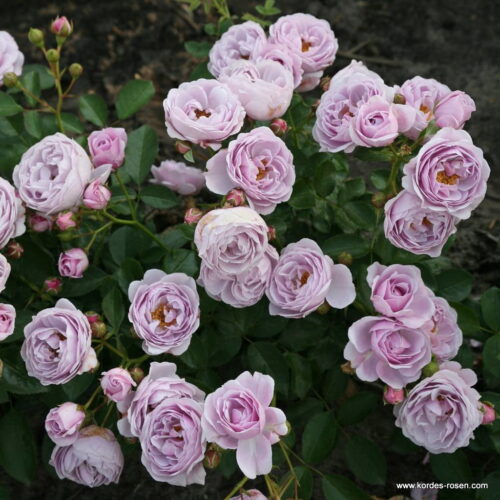 ROSA KORDES 'Nautica'®-stromková - Image 4