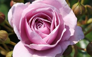 ROSA KORDES 'Nautica'®  – TERROSA® 9 litrů