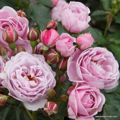 ROSA KORDES 'Nautica'®-stromková - Image 3