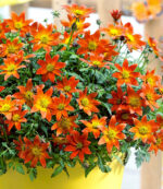 Bidens ferulifolia Dvouzubec prutolistý, TRIO MIO, P12