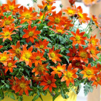 Bidens ferulifolia Dvouzubec prutolistý, TRIO MIO, P12