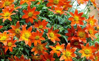 Bidens ferulifolia Dvouzubec prutolistý, TRIO MIO, P12