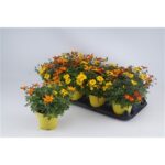 Bidens ferulifolia Dvouzubec prutolistý, TRIO MIO, P12 - Image 2
