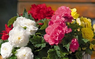 Begonia tuberhybrida P 11